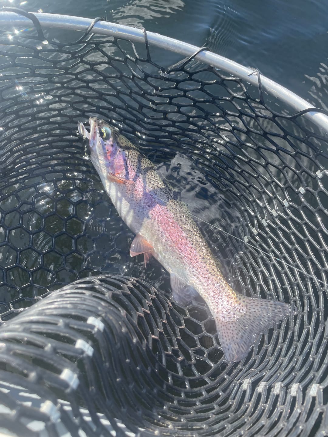 Customer photo review of Silvertip 10' Sink Tip Weight Forward Fly Line