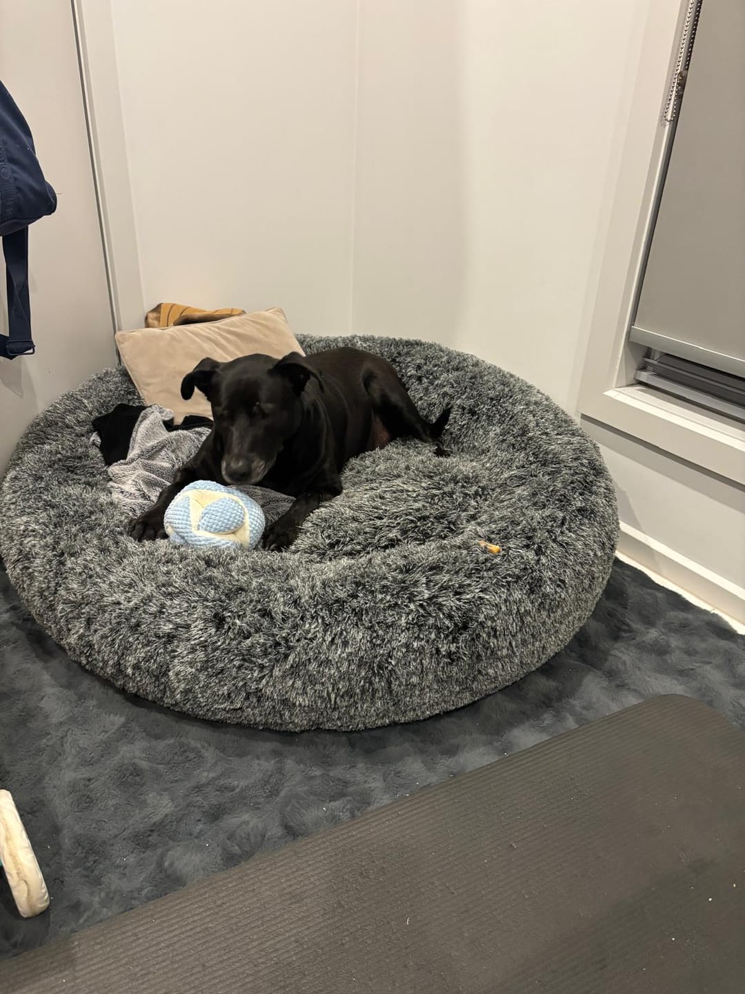 Customer photo review of Premium Calming Pet Bed with Removable Cover