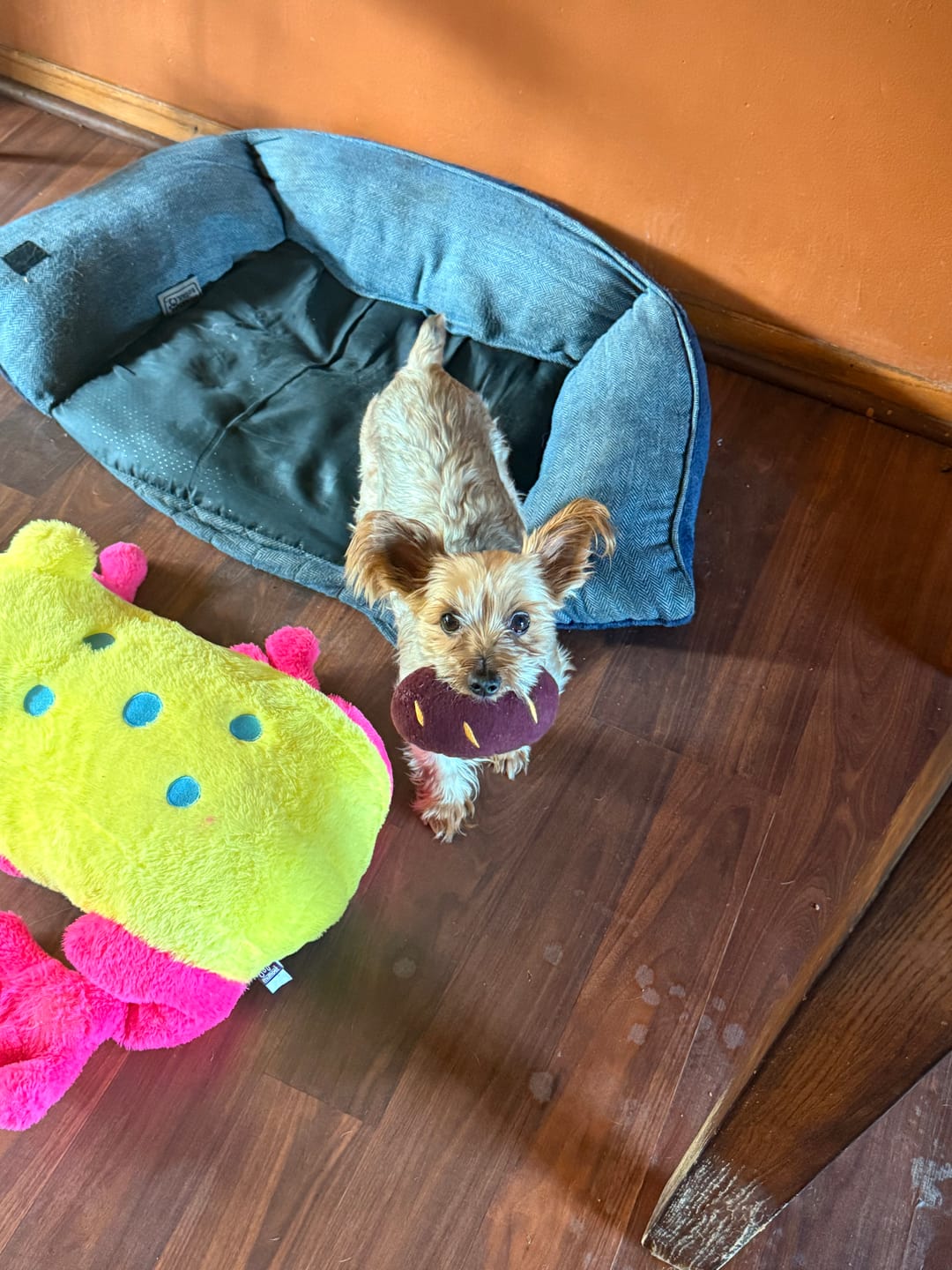 Customer photo review of Sweet Potato Sniffing Toy