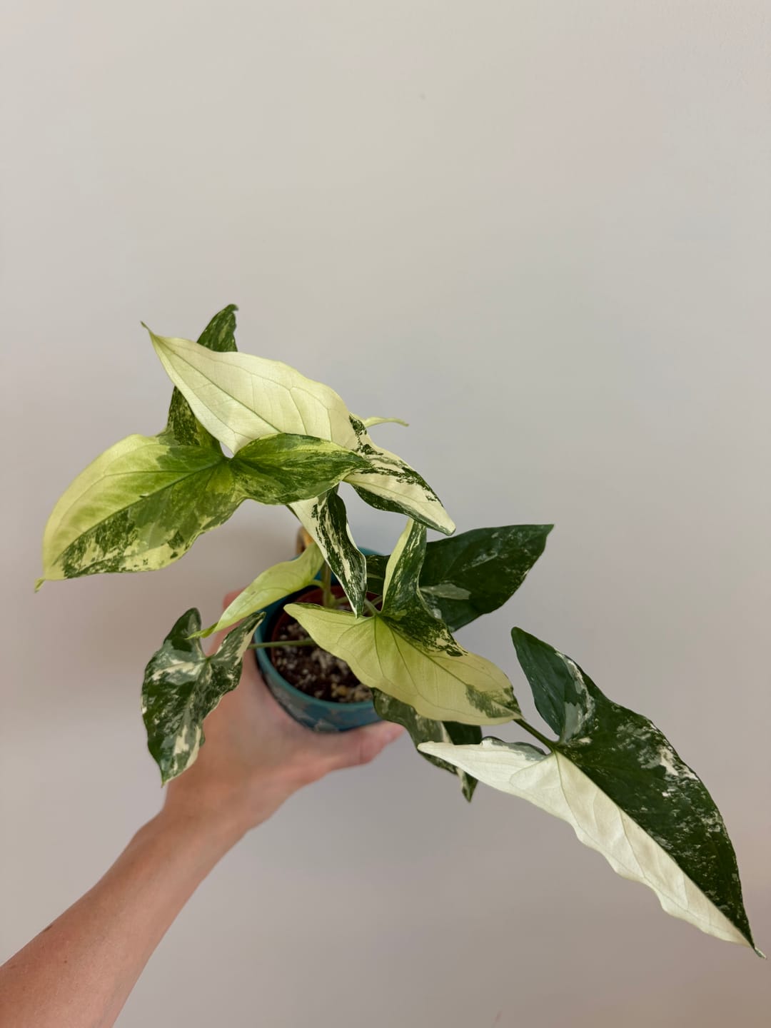 Customer photo review of Syngonium podophyllum albo variegata