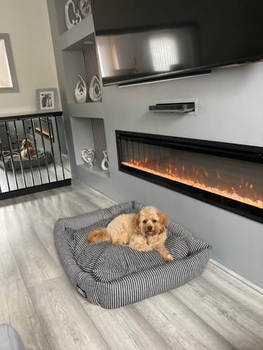 Customer photo review of No Rinse Baby Fresh Dog Shampoo