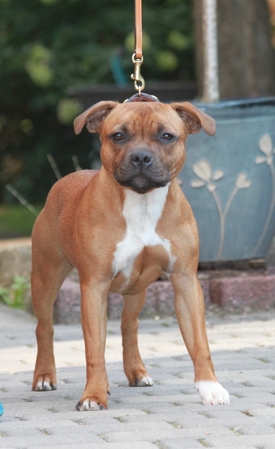 Customer photo review of Staffordshire Bull Terrier 1935® Show Collar & Leash Set - Eik's Champion Edition - Cognac & Gold