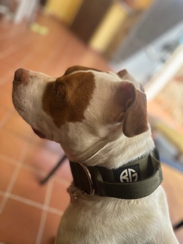 Customer photo review of Collare Crime 5cm