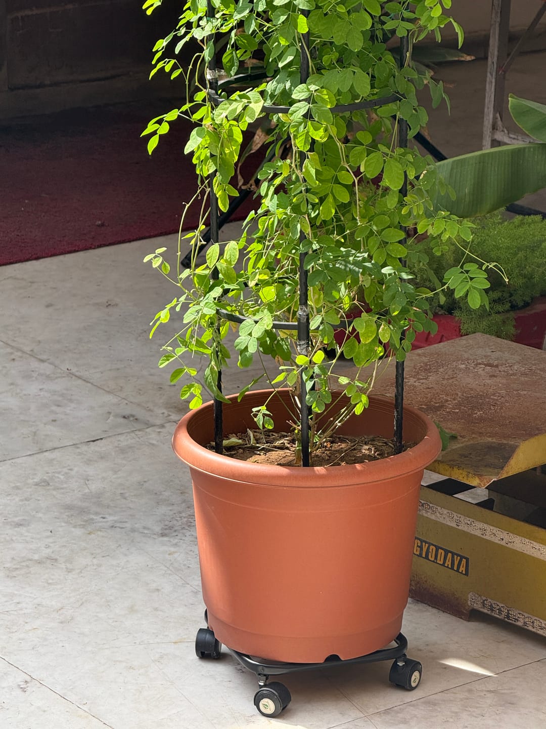 Customer photo review of TryGreen Daze Wheel Rolling Plant Stand for Planters