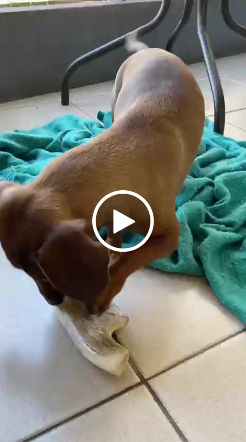 Customer video review of Asta de ciervo para perros - Regular