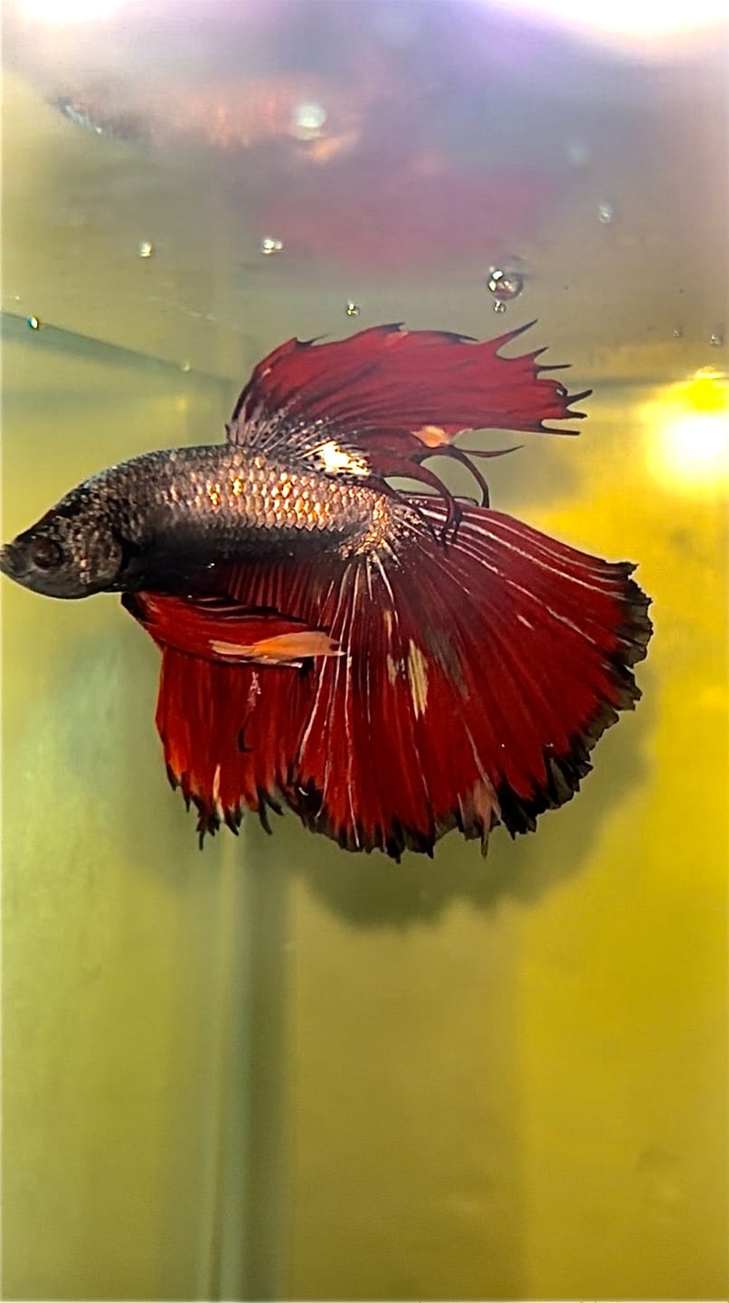 Customer photo review of Red Copper Halfmoon Male Betta Fish