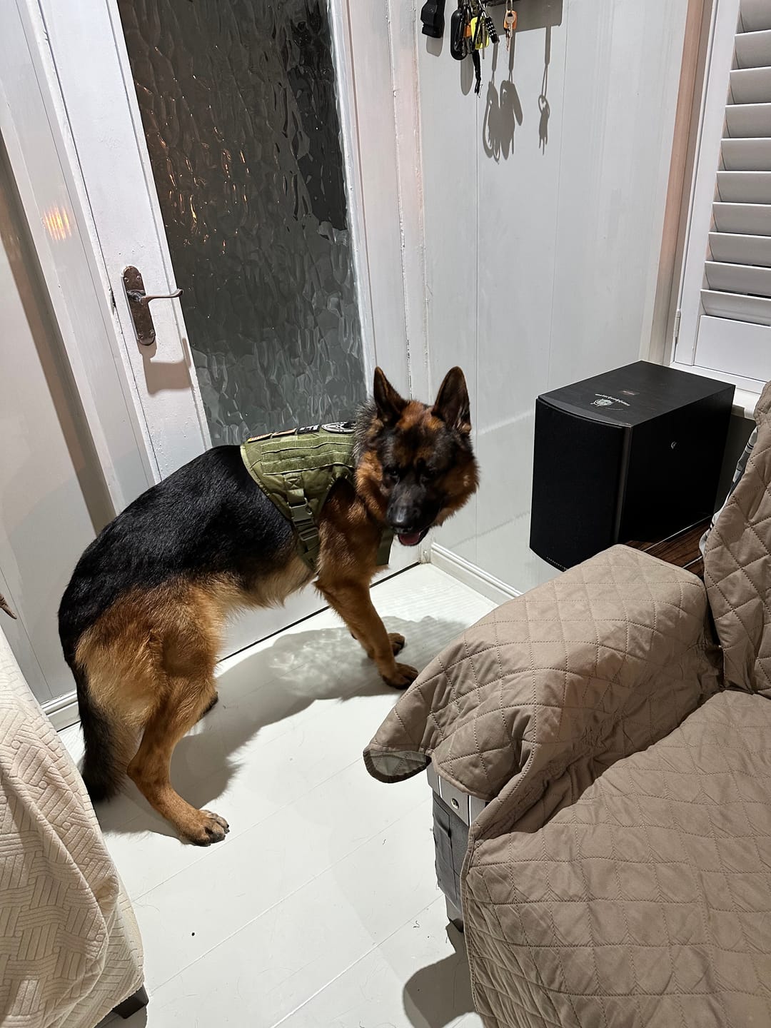 Customer photo review of 3-in-1 No-Pull Tactical Harness, Collar and Bungee Leash Set