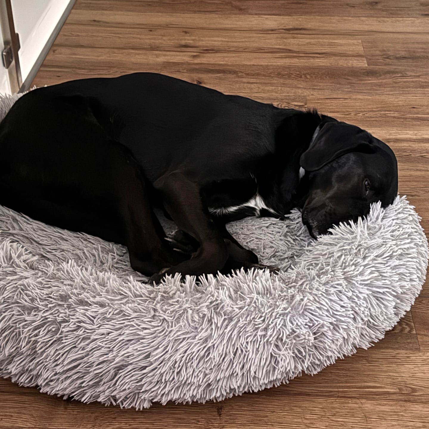 Customer photo review of Wohlfühlmix für Hunde & Katzen bei Stress, Angst, Unruhe & Hyperaktivität