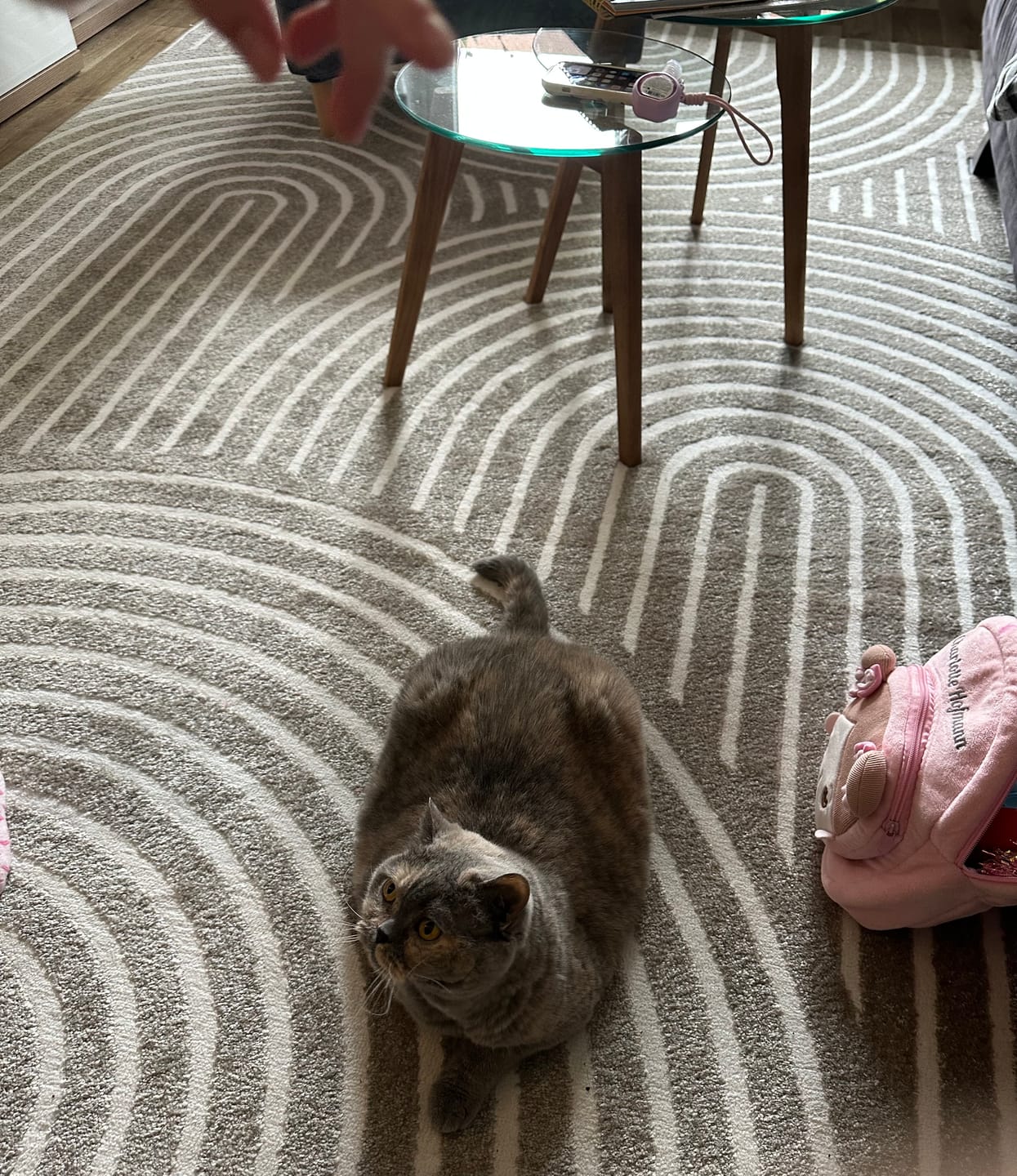 Customer photo review of Katzen Gesundheits Ratgeber von Majescats