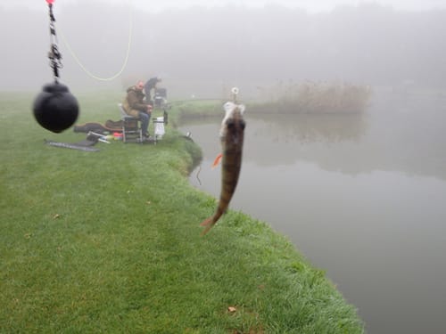 Customer photo review of LATEX BAIT BANDS