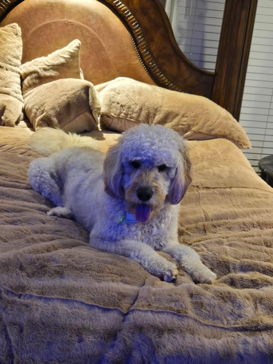 Customer photo review of The CYRA Ultra-Soft Velvet Bedding Set