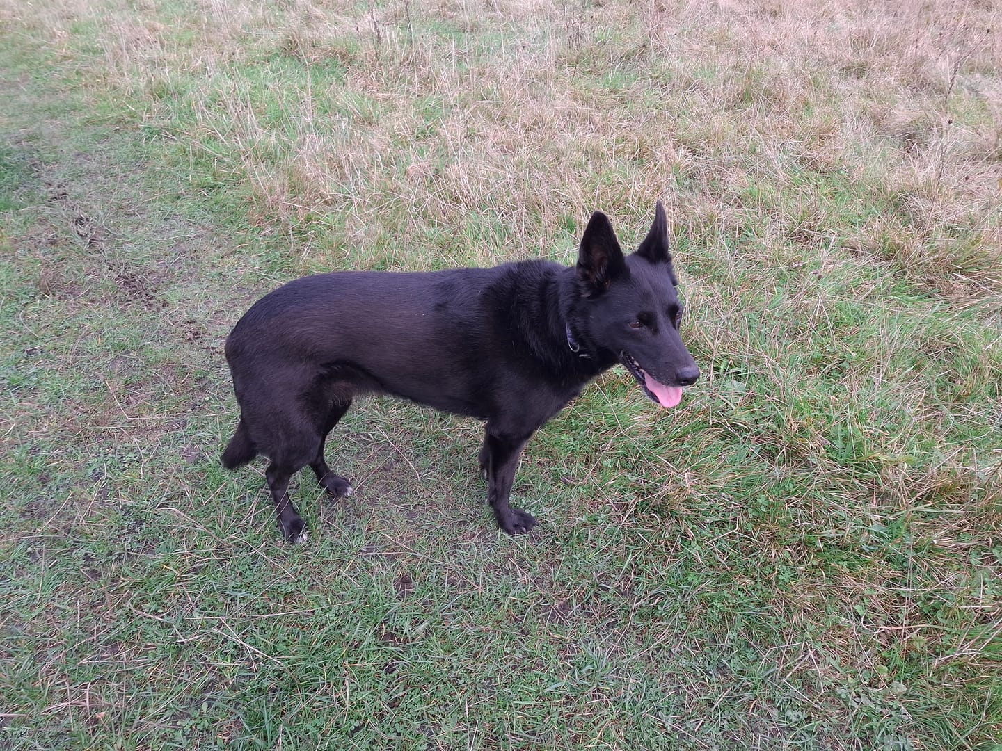 Customer photo review of Total Urinary Care Supplement For Dogs