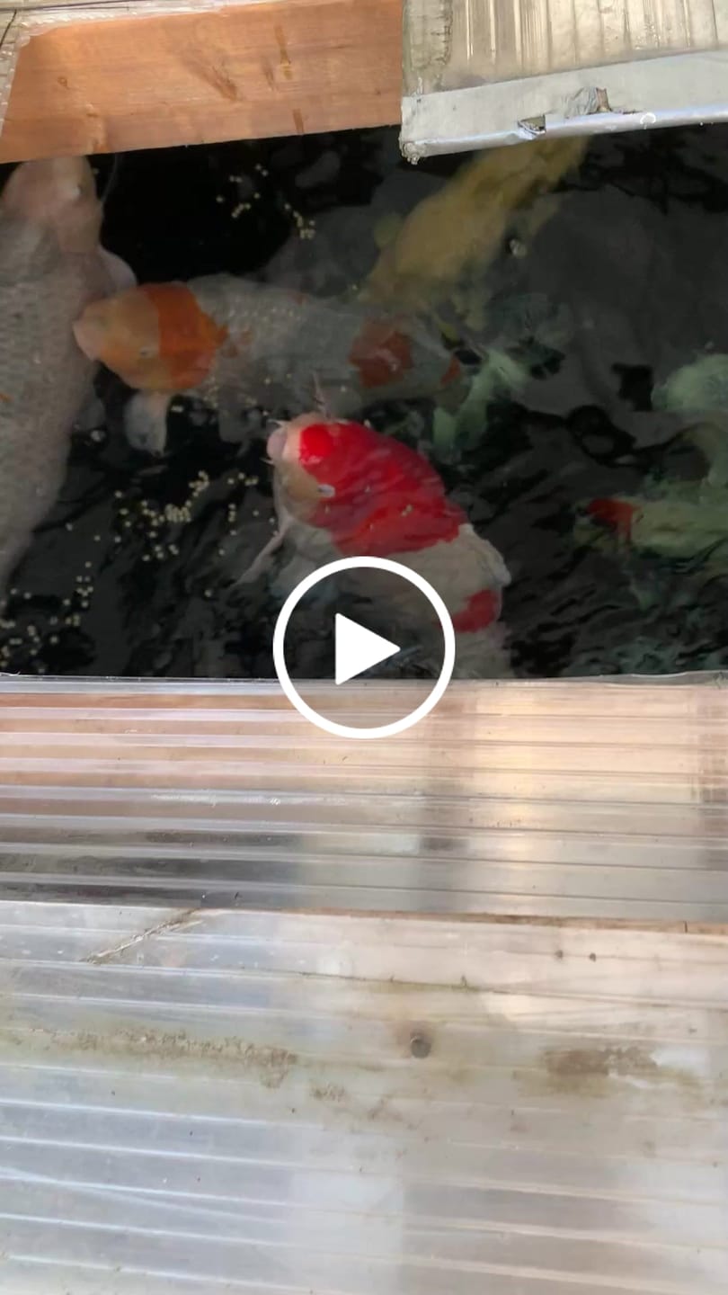 Customer video review of Cold Water Beneficial Bacteria ⅓ oz. Blocks - Fall Winter Maintenance