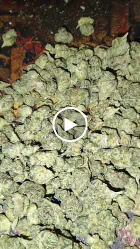 Customer video review of Bulk Indoor THCA Smalls