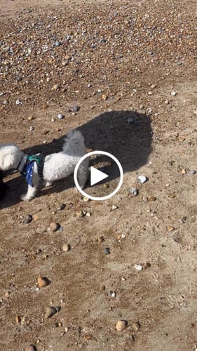 Customer video review of Canagan Small Breed Chicken Grain Free Dog Food