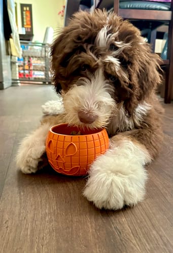 Customer photo review of FreezPumpkin Limited Halloween Edition Dog Toy