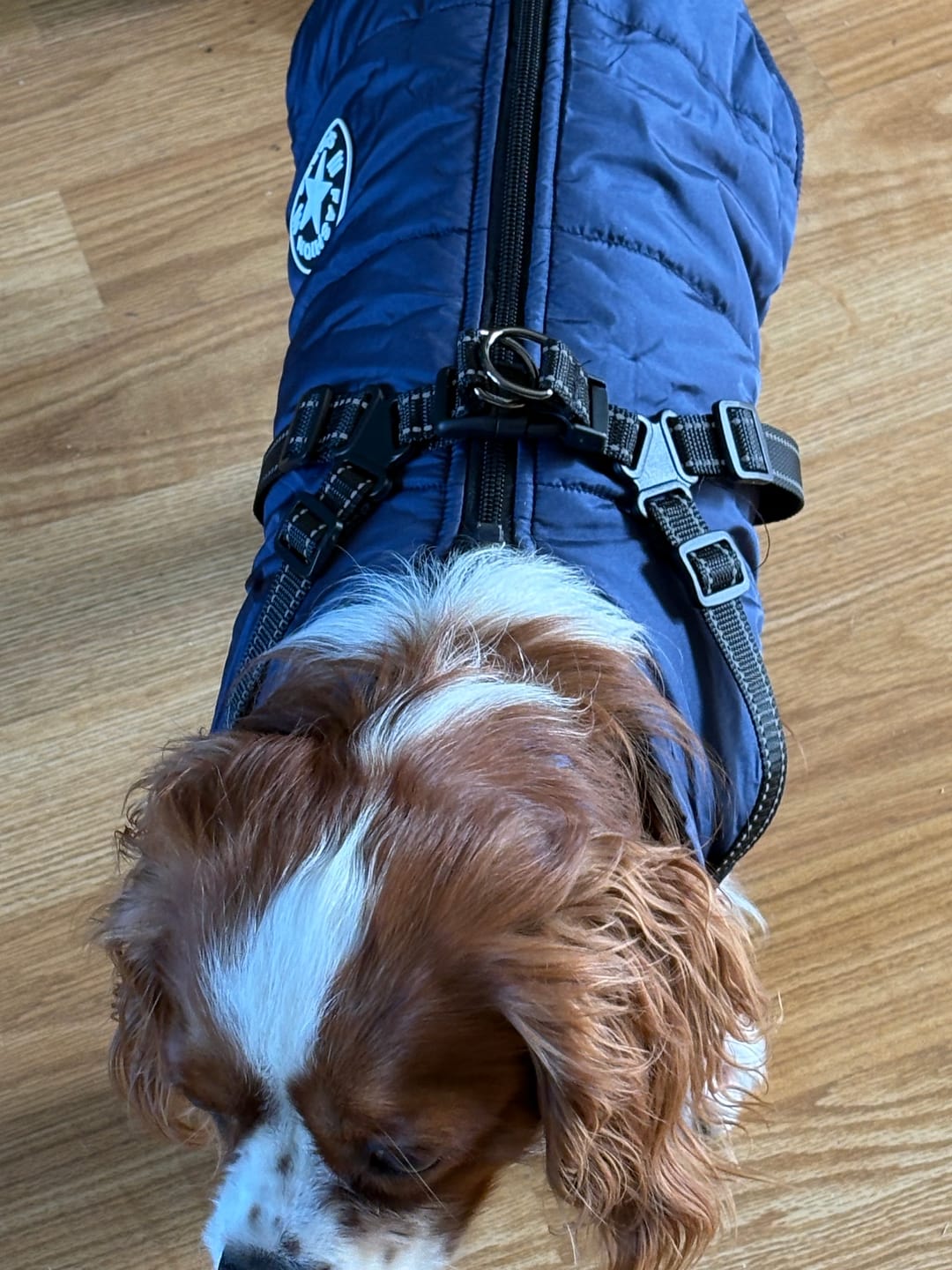 Customer photo review of DoggyKing™ 3 in 1 Dog Harness with Built-In Leash