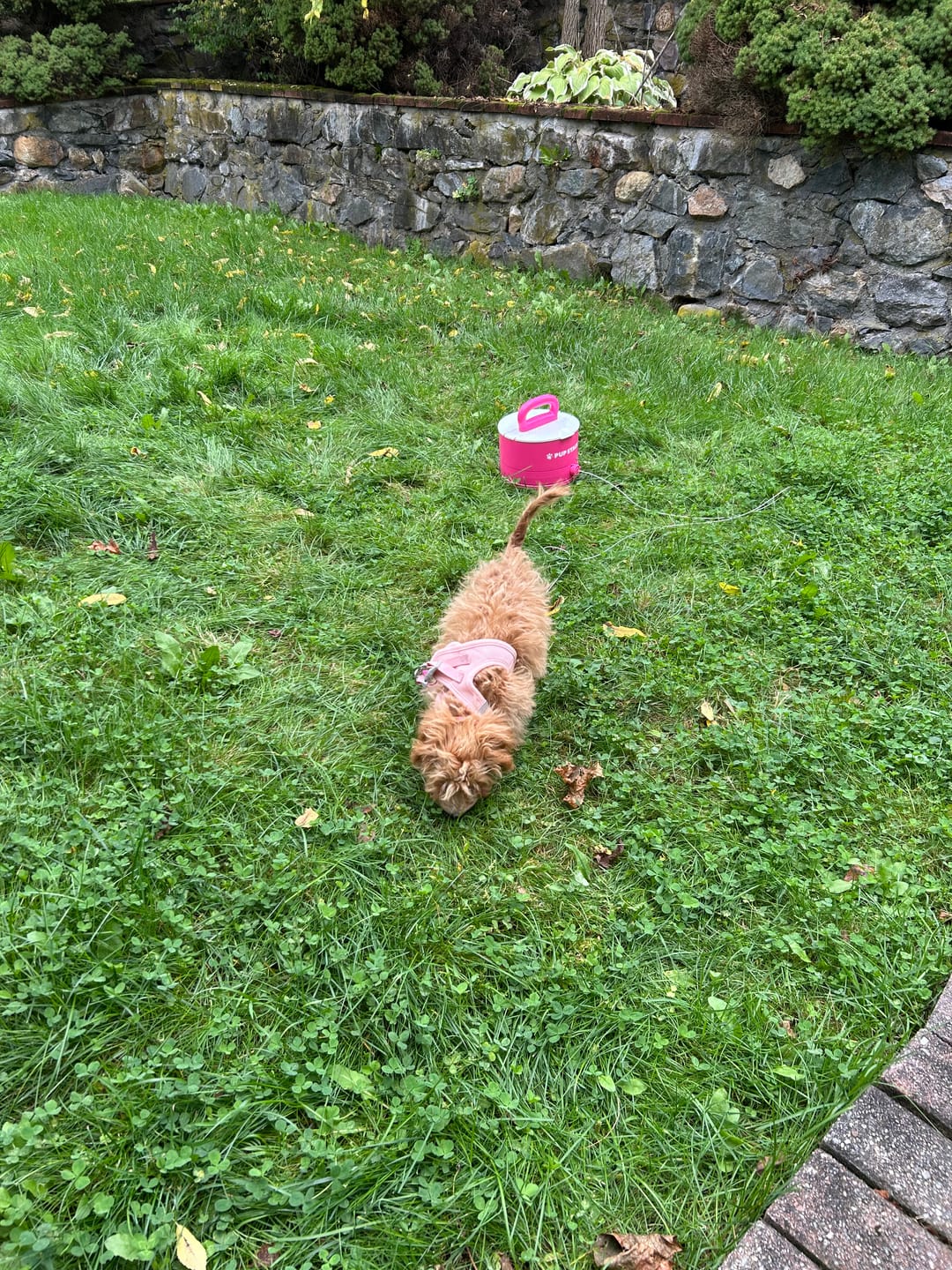 Customer photo review of Pup Stack