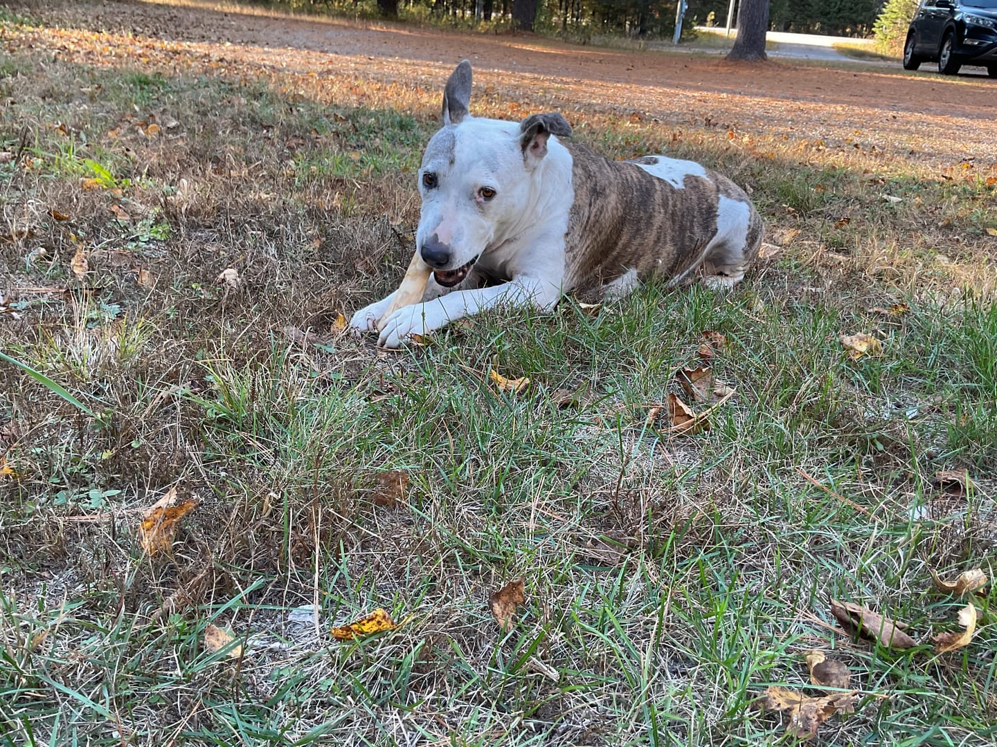Customer photo review of Livora - Os à mâcher en bois de café pour chien
