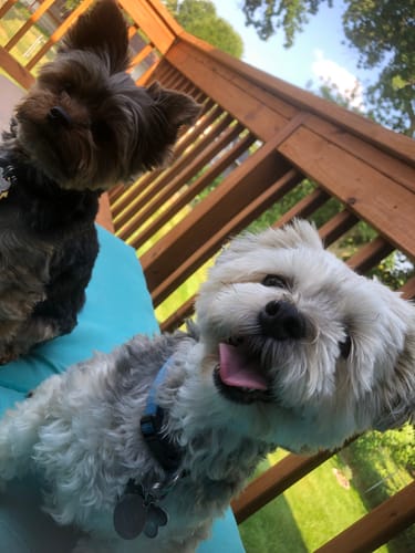 Customer photo review of ProDenta