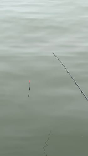 Customer photo review of S1