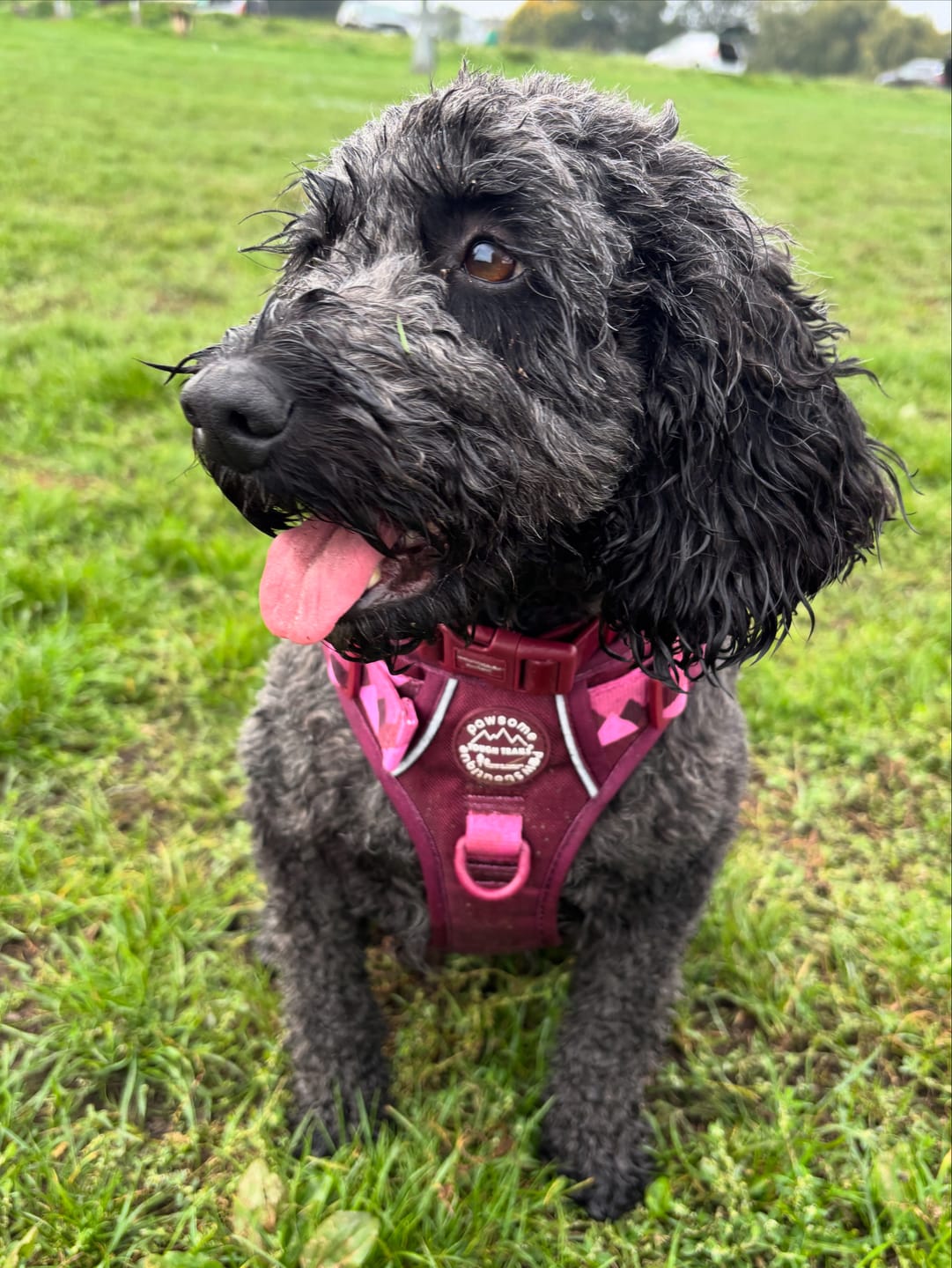 Customer photo review of Tough Trails™ Harness - Walkies Ready® Mulberry