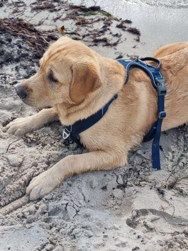 Customer photo review of Dog Copenhagen Comfort Walk Pro™ hundesele Ocean Blue