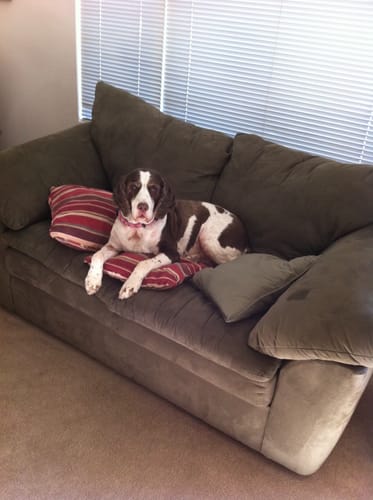 Customer photo review of Leather Belts