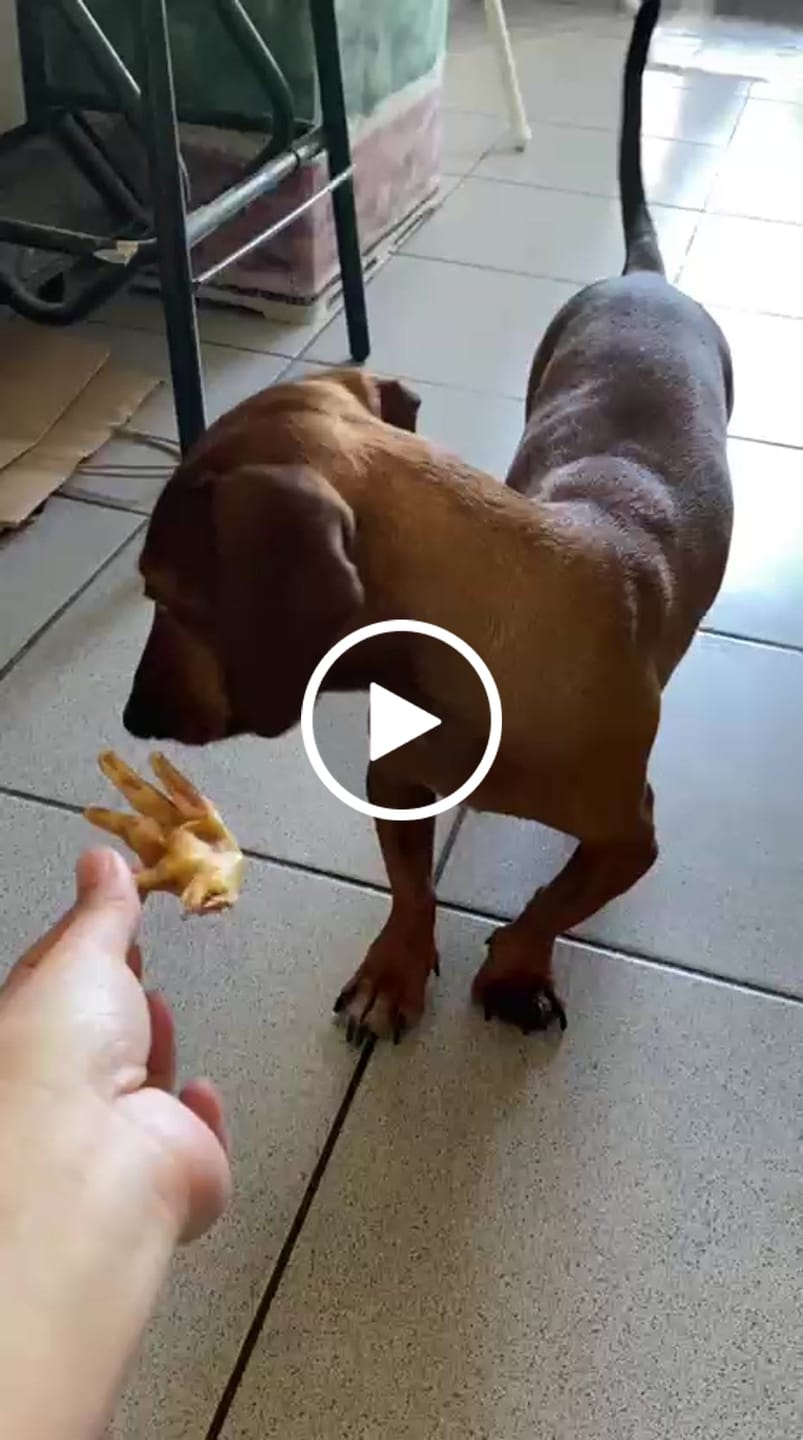 Customer video review of Patas de pollo  - Pack 60 unidades