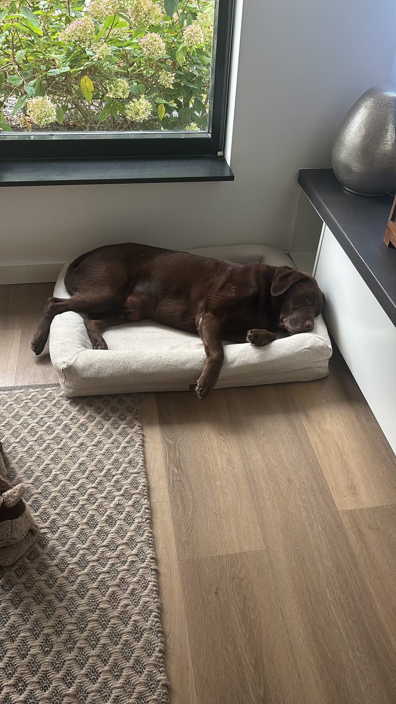 Customer photo review of Pet Perfect Hondenmand - Orthopedisch - Afritsbaar - Beige