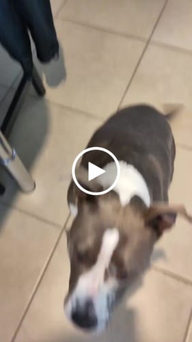 Customer video review of Complément articulations | Chien