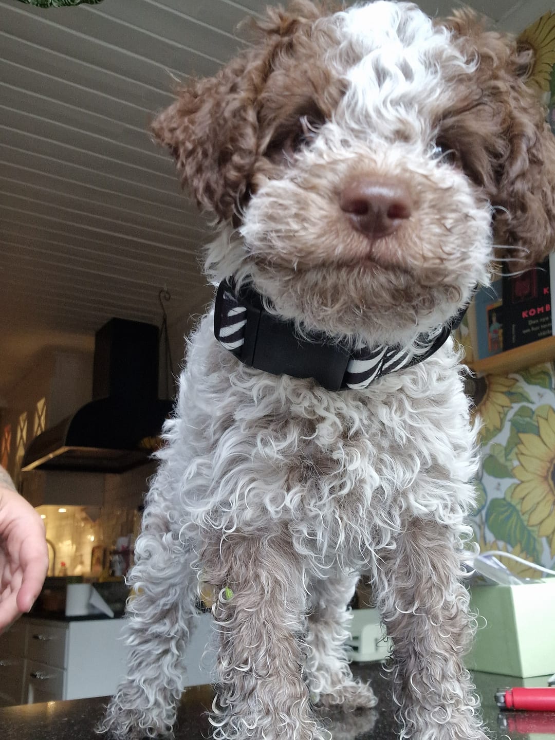 Customer photo review of Hundhalsband med namn, 2.5cm brett