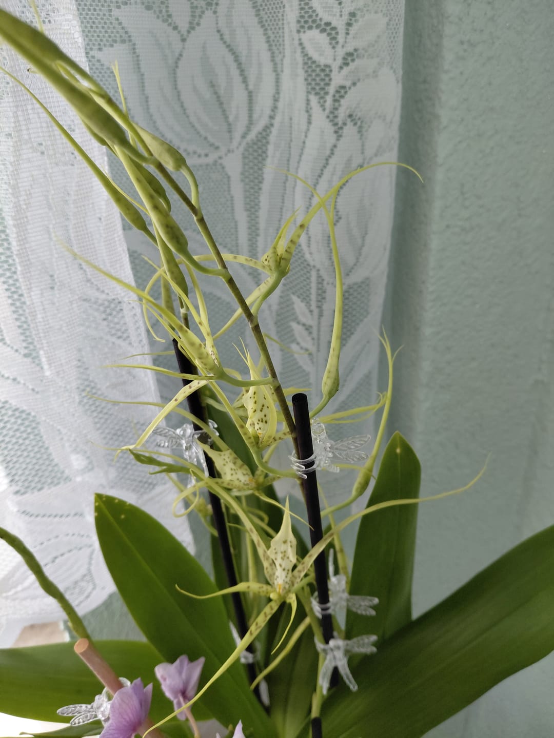 Customer photo review of Spinnenorchidee Brassia Fabian mit 4 Rispen