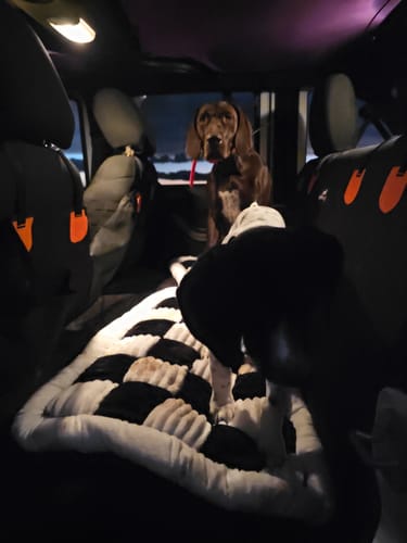 Customer photo review of RuffRover 2.0™ - Hard Bottom Dog Car Seat Protector