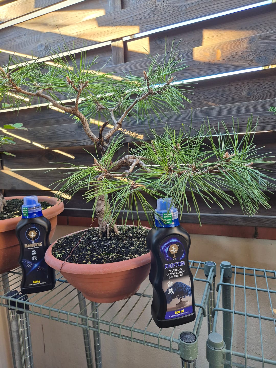 Customer photo review of KRIPTON CB® (Probiotico professionale per bonsai)