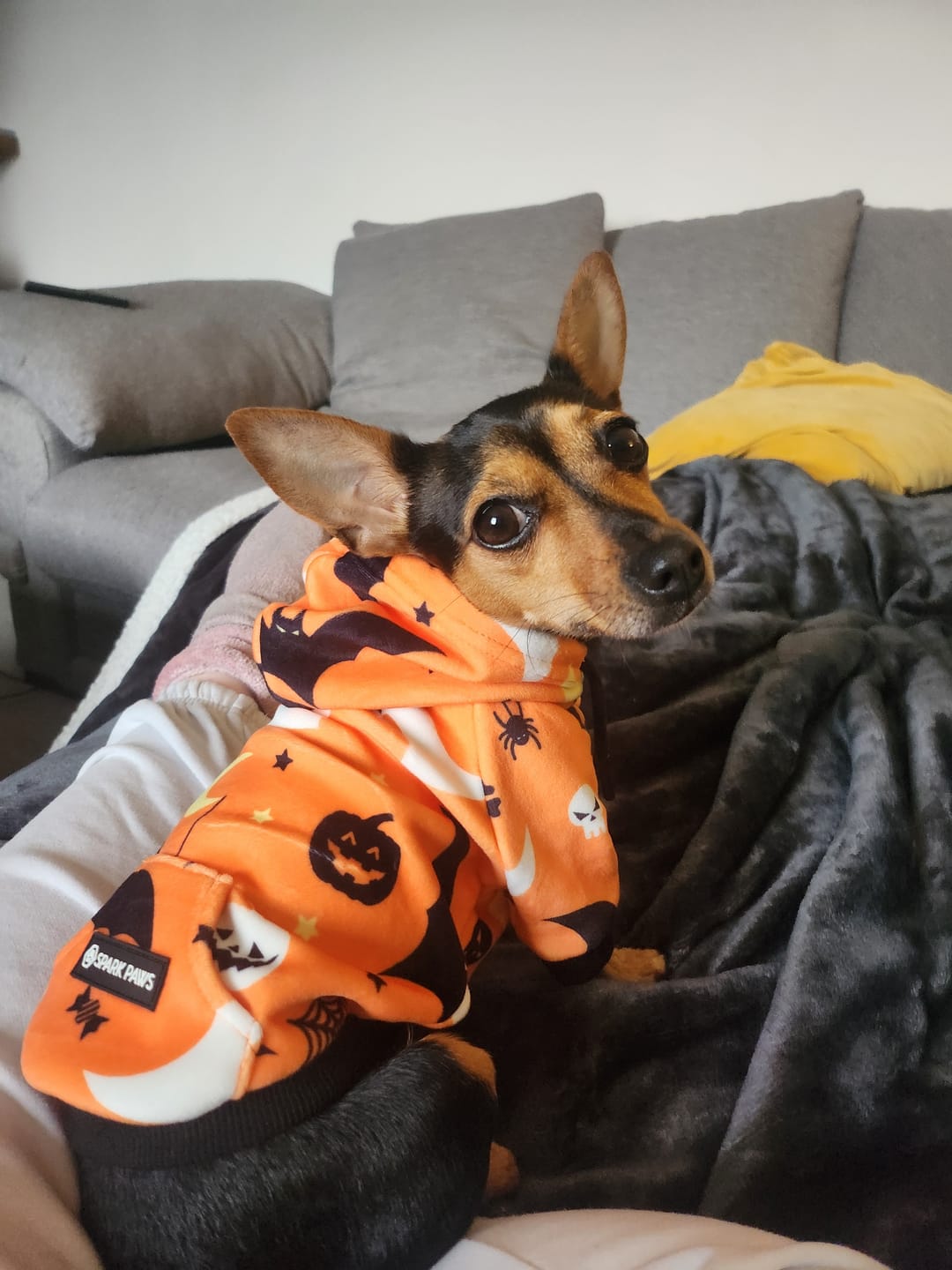 Customer photo review of Halloween Dog Hoodie - Orange