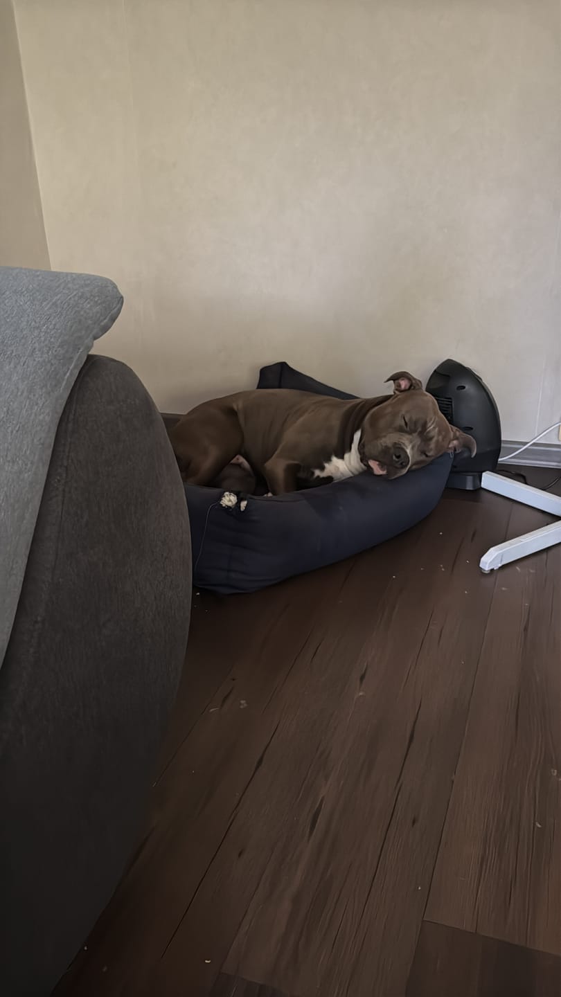 Customer photo review of Best Breeders ALL BREED Adult (25/12) ar briedi un kartupeļiem