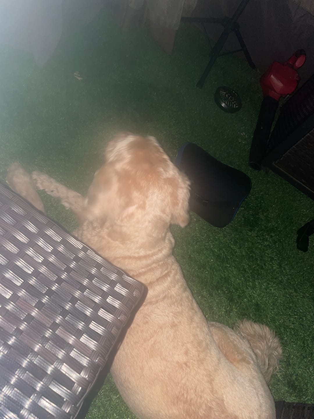 Customer photo review of Chicken Feet for Dogs