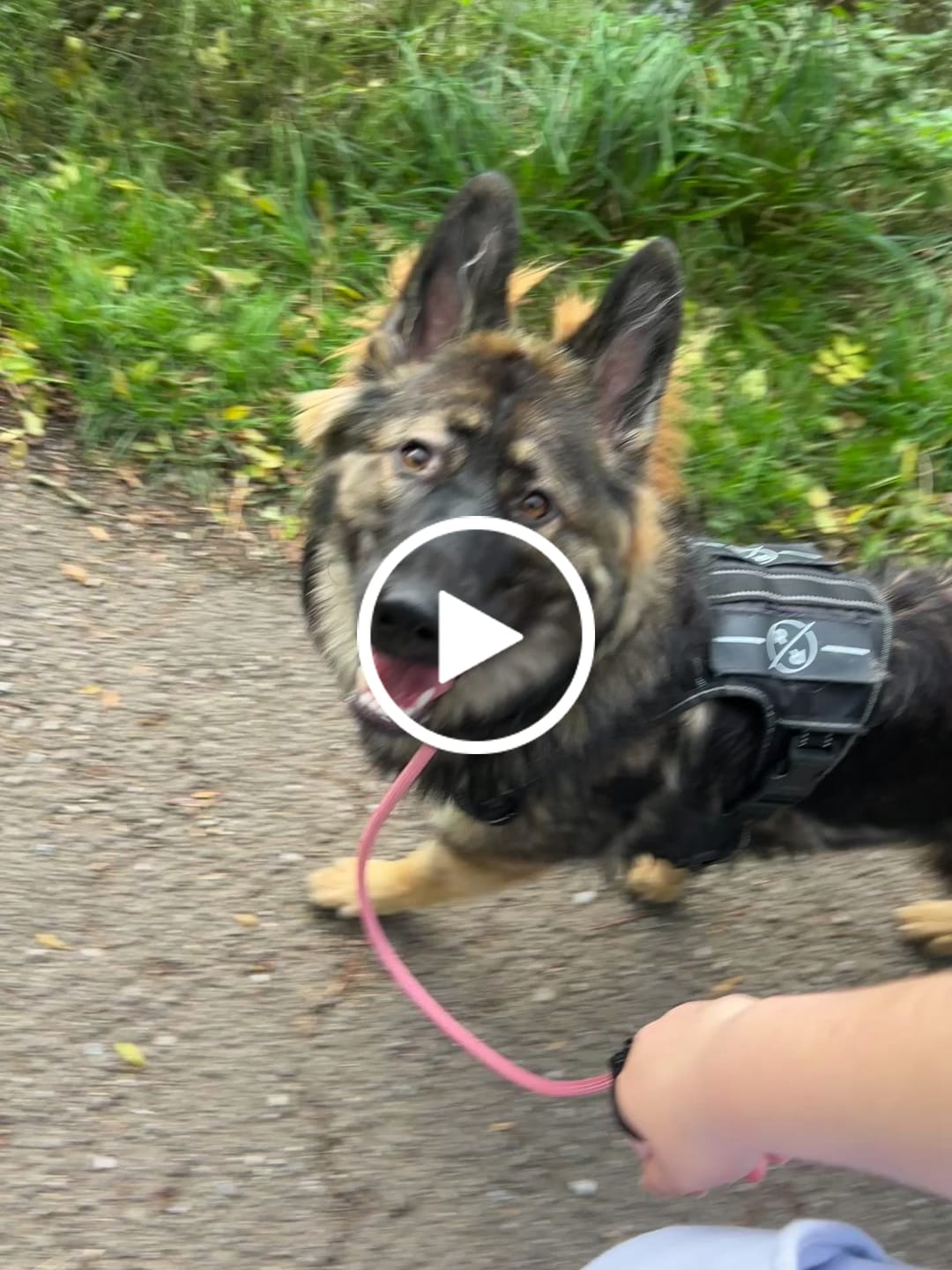 Customer video review of Slip Training Lead | Anti Pull & No Choking -  Black