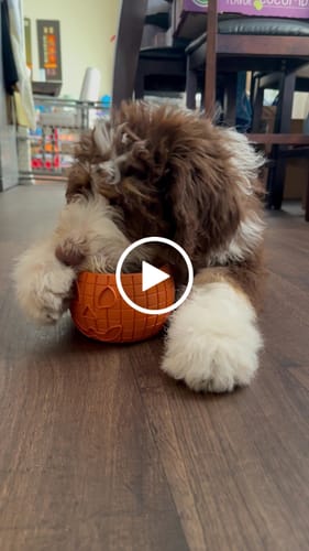 Customer video review of Bone Refills Dog Meat 90 Grams (4 Pack)®