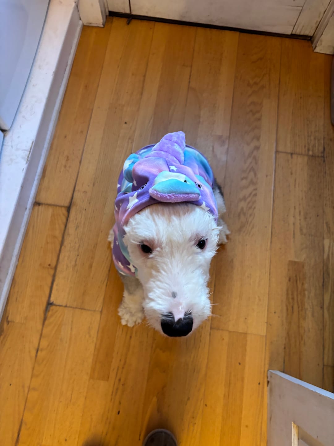 Customer photo review of Halloween Dog Hoodie - Unicorn