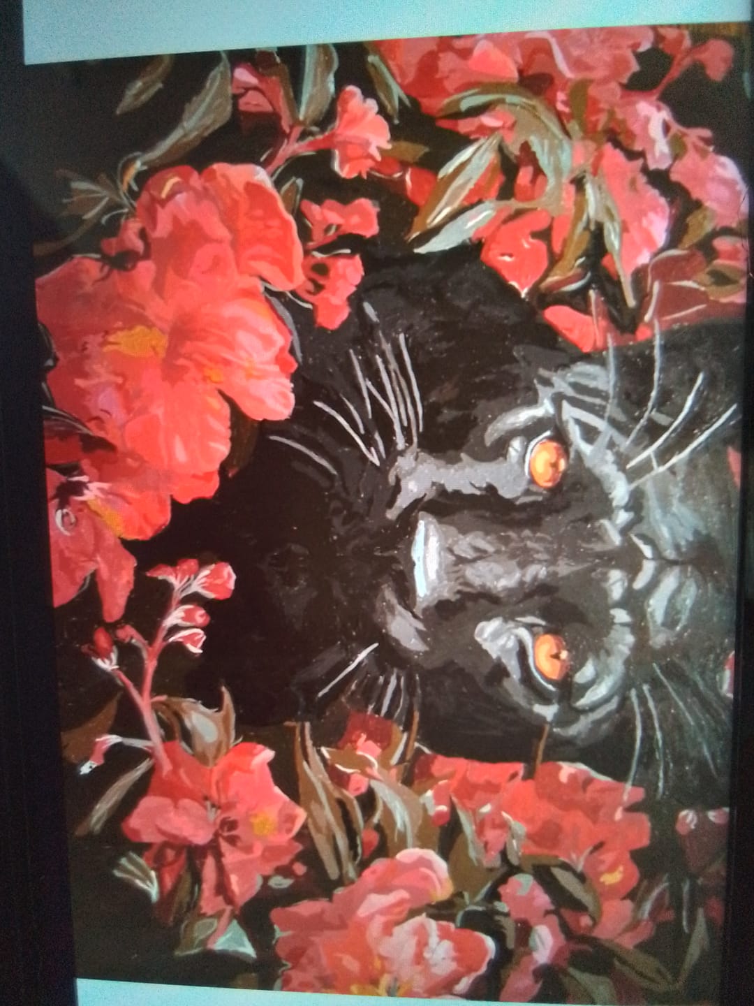 Customer photo review of Red Eyed Panther
