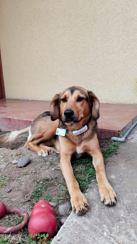 Customer photo review of Rastreador GPS Petfind