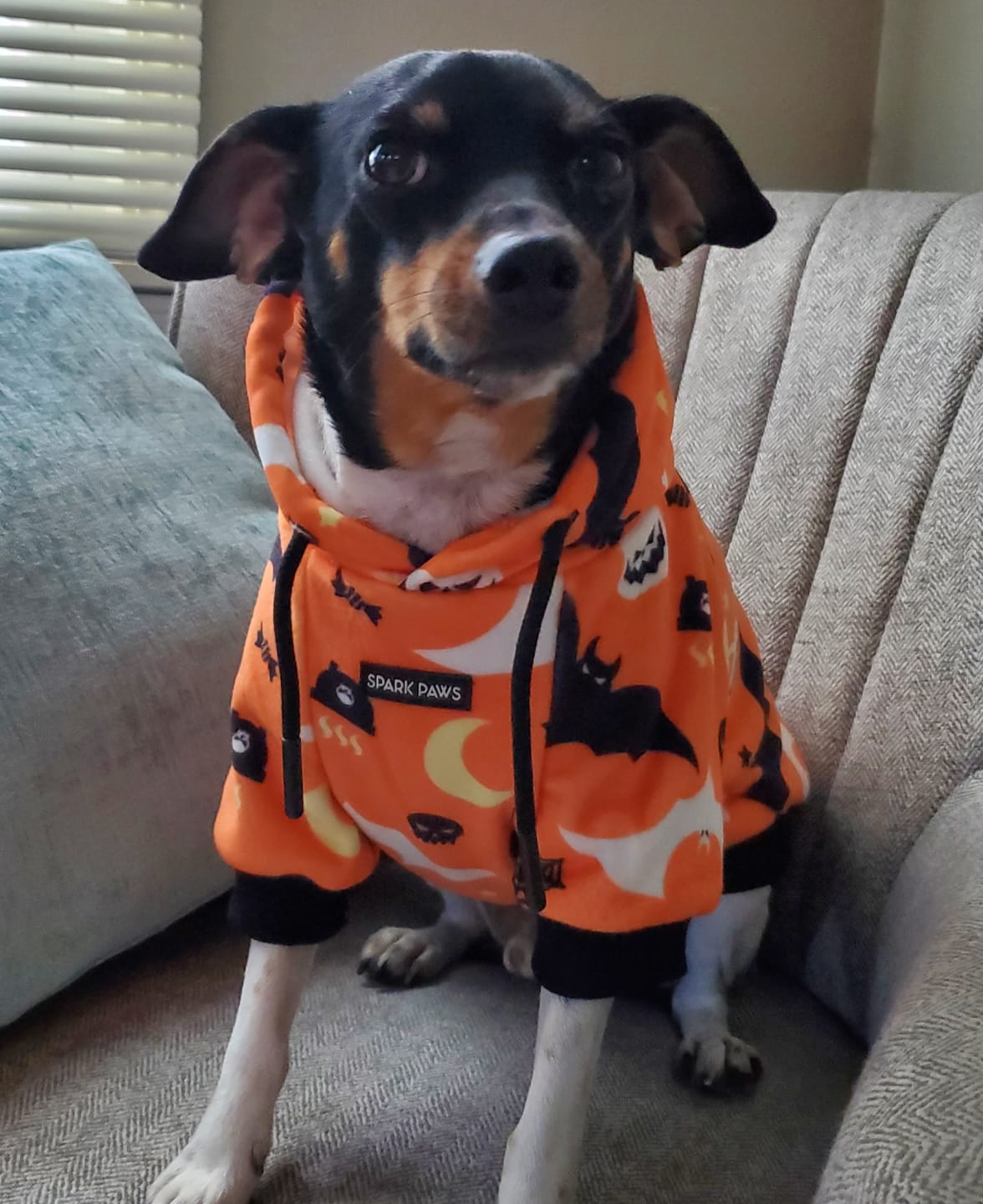 Customer photo review of Halloween Dog Hoodie - Orange