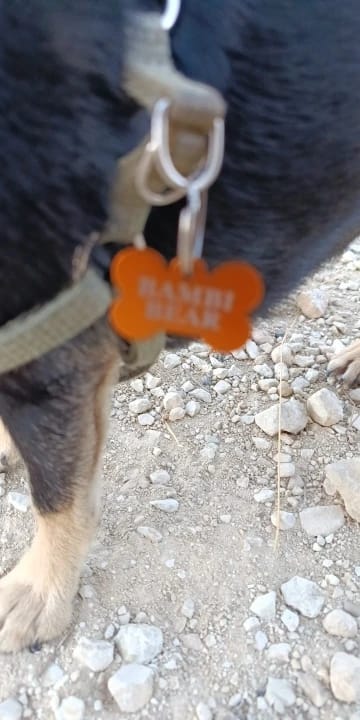 Customer photo review of Personalised Customised Aluminium Pet ID Tag
