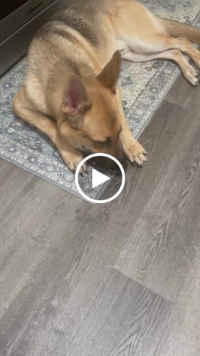 Customer video review of Smoked Beef Marrow Bone