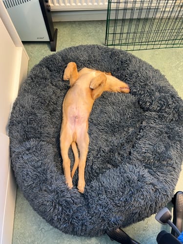 Customer photo review of CalmBed - Motverkar stress & hjälper mot ångest