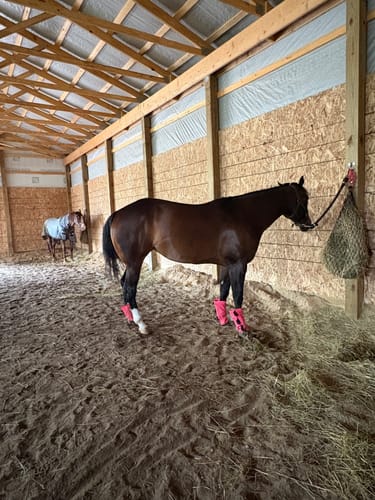 Customer photo review of Hay Chix® Half Bale Net