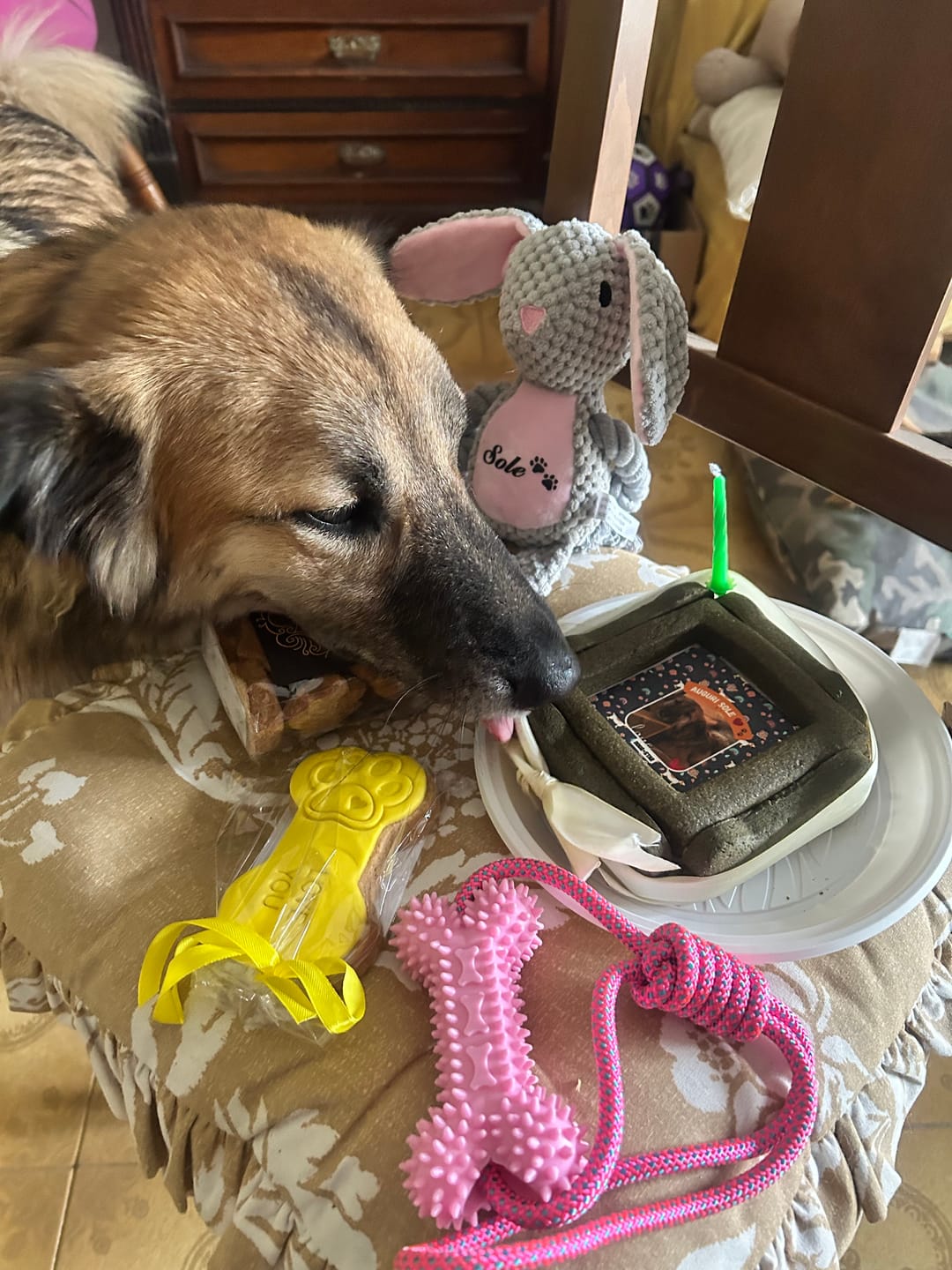 Customer photo review of BiscoBau Fotogenica Torta Per Cani con Fotografia e Messaggio (senza decorazioni di glassa o pasta di zucchero)