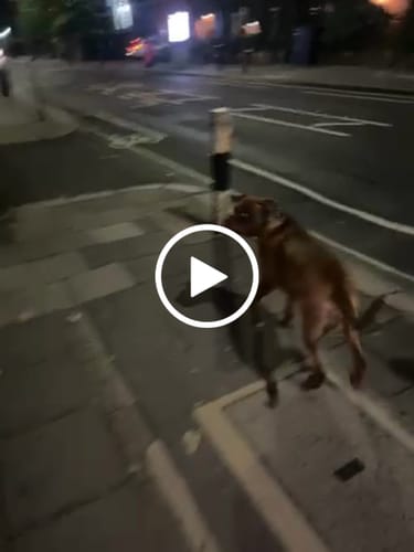 Customer video review of Houndware Advanced Shock Bark Control Collar For Stubborn, Medium to Large Dogs